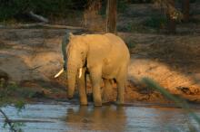 Elefanten im Samburu NP